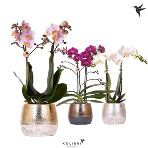 Kolibri Orchids Phalaenopsis mix 2 spike in Elite pot mix