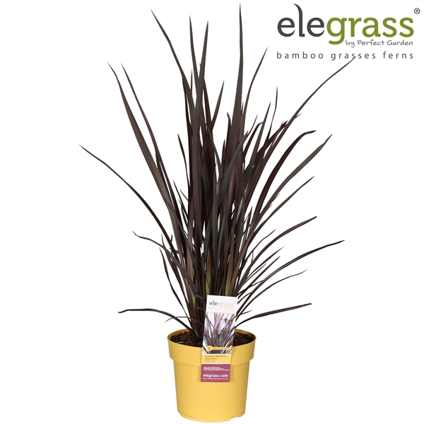 <h4>Phormium 'Rubra Nana' P19</h4>