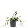 Vinca Alba