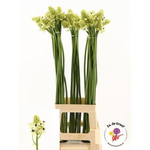 Ornithogalum Saundersiae