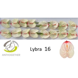 Anthurium Lybra