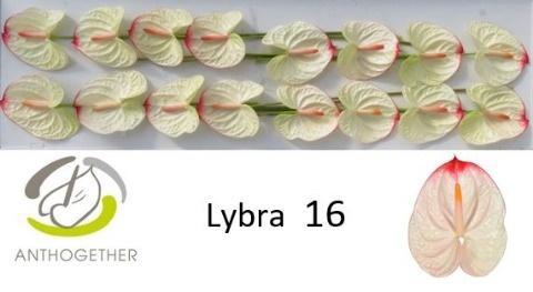 <h4>Anthurium Lybra</h4>