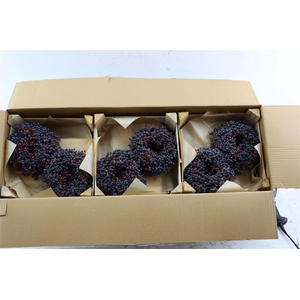 Wr Sierfruit Ampelopsis 20cm