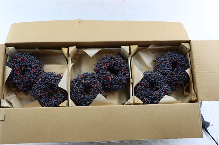 <h4>Wr Sierfruit Ampelopsis 20cm</h4>