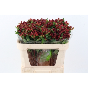 Hyp Burgundy Pac Spray