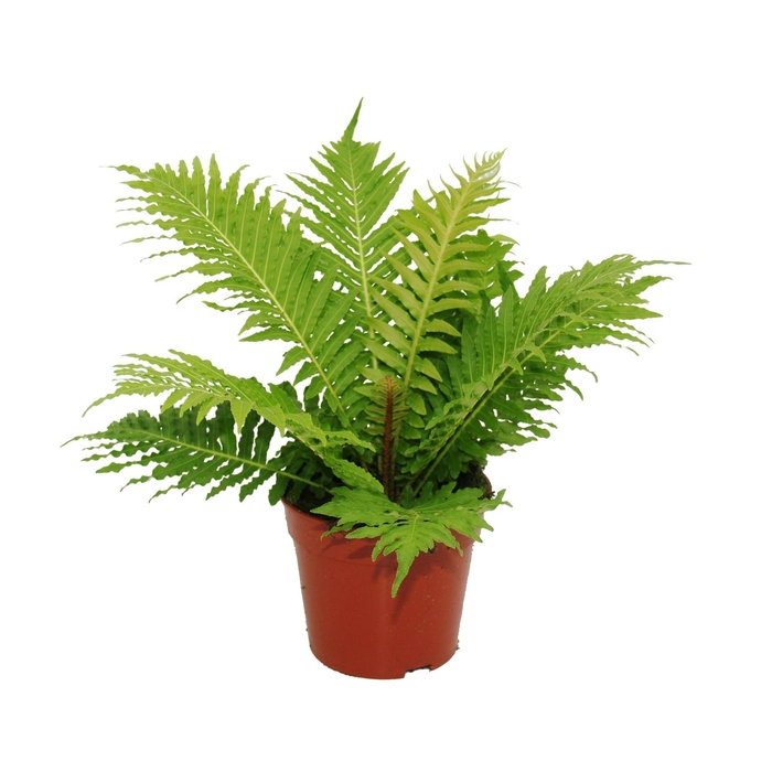 <h4>Blechnum Gibbum 'Silver Lady' (Palmvaren)</h4>