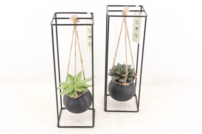 <h4>arr2 MB - Ijzer rek 1 black bol</h4>