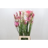 Nerine Mix