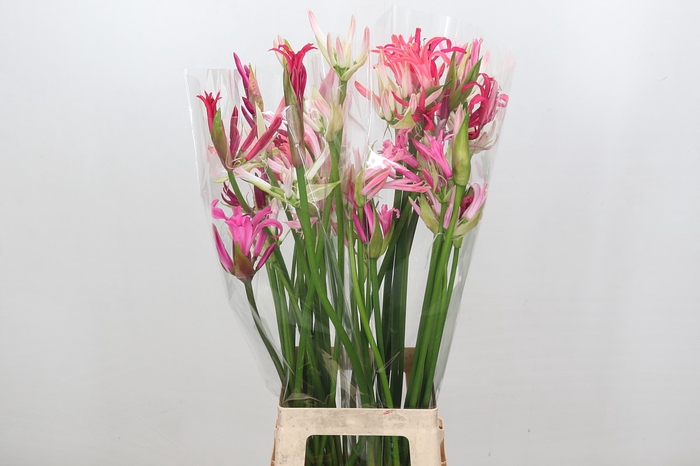 Nerine Mix