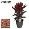 Cordyline Tango Toef 19 cm (Decorum)