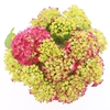 Hydrangea macrophylla overig