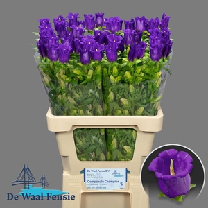 Campanula M Champion Blue
