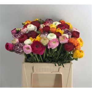 Ran Eleg Sup Mix Bot