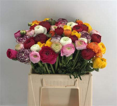 <h4>Ran Eleg Sup Mix Bot</h4>