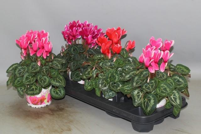 <h4>CYCL GR HALIOS FANT</h4>