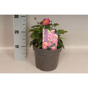 vaste planten 19 cm  Anemone Pretty Lady Emily
