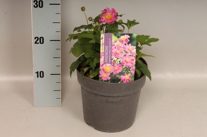 vaste planten 19 cm  Anemone Pretty Lady Emily