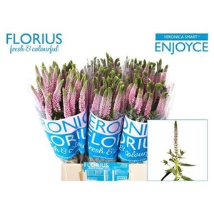 Veron Smart Enjoyce 50cm