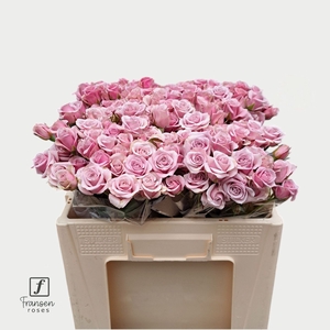 Rozen R Tr Leila