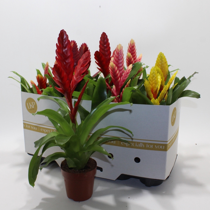<h4>VRIES GEM 8 SRT</h4>