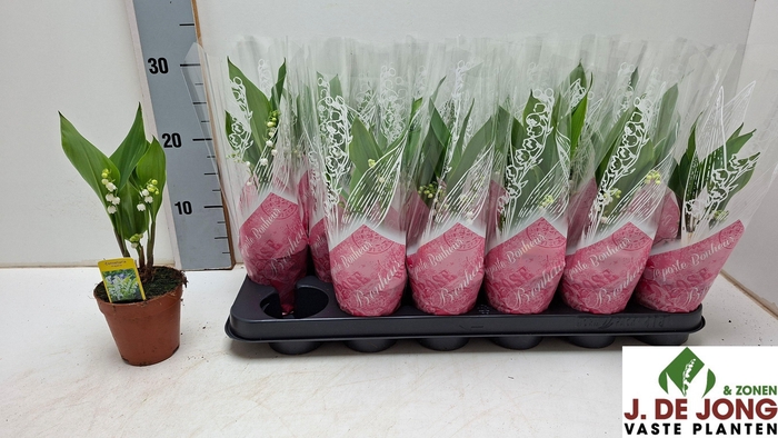 <h4>CONVALLARIA MAJALIS</h4>