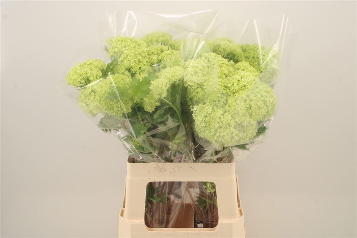 <h4>Viburnum Roseum St</h4>