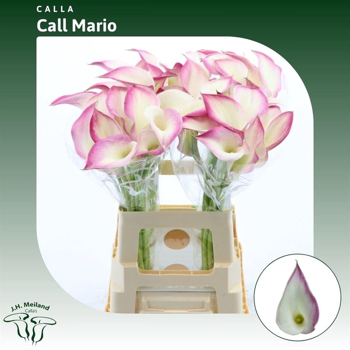 <h4>ZANT CALLA CALL MARIO*</h4>