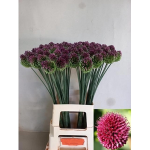 ALLIUM SPHAEROCEPHAL