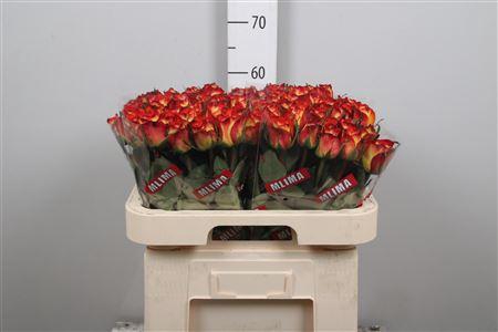 <h4>R Gr High & Magic</h4>