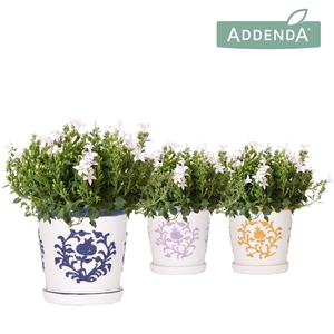 Campanula Addenda Ambella white in Malaga pot mix