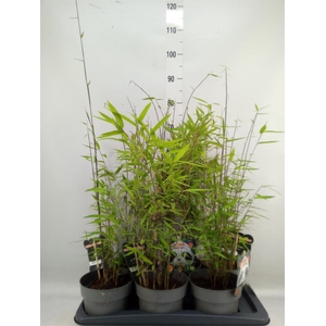 Fargesia nitida 'Black Pearl'