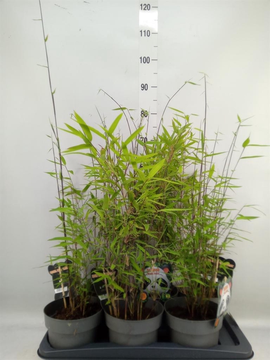 Fargesia nitida 'Black Pearl'