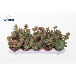 Echeveria Pulvinata (flowering)