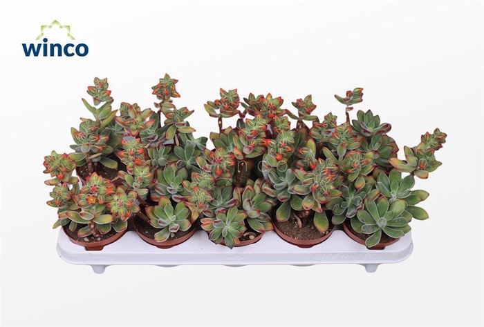 <h4>Echeveria Pulvinata (flowering)</h4>