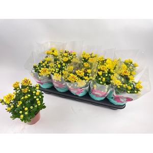 CHRYS RAINB LA WORTH