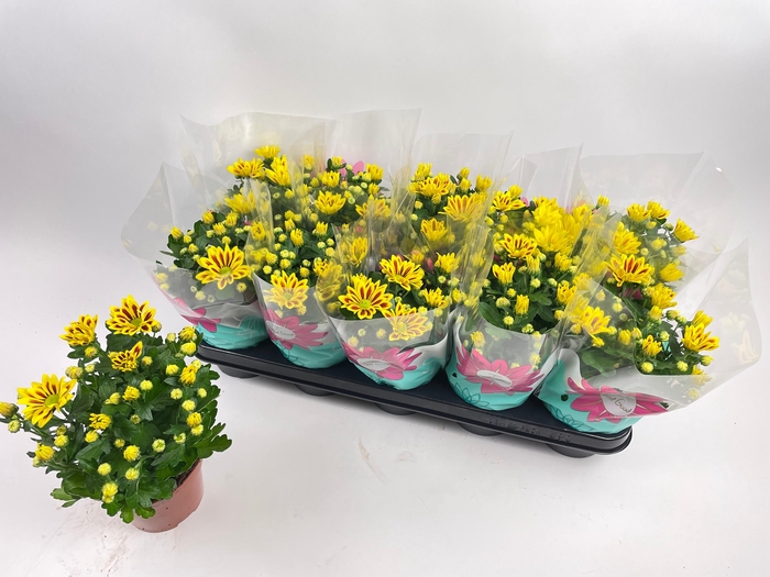 <h4>CHRYS RAINB LA WORTH</h4>