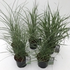 Grasses Mixed P19 (3ltr)