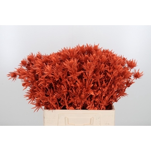 Eryn Orion Kl Bh Oranje