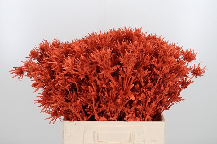 <h4>Eryn Orion Kl Bh Oranje</h4>