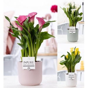 Zantedeschia mix in P&PURE Sophie ceramics ass. 3