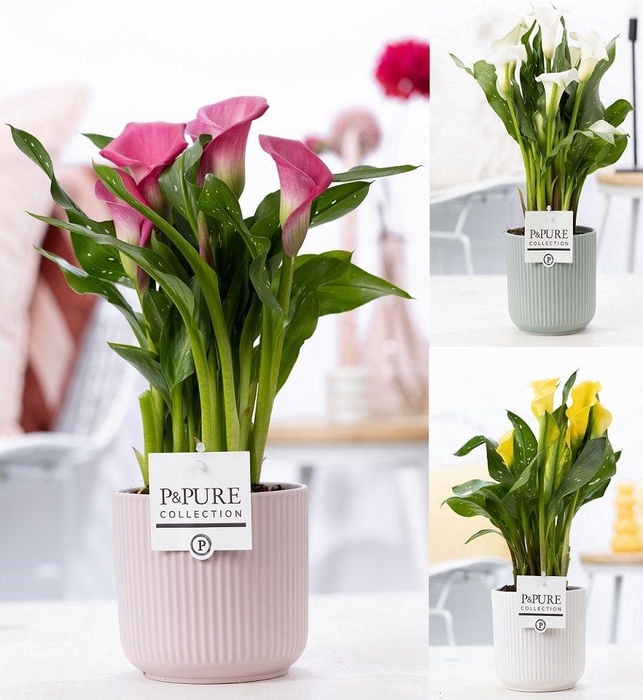 <h4>Zantedeschia mix in P&PURE Sophie ceramics ass. 3</h4>