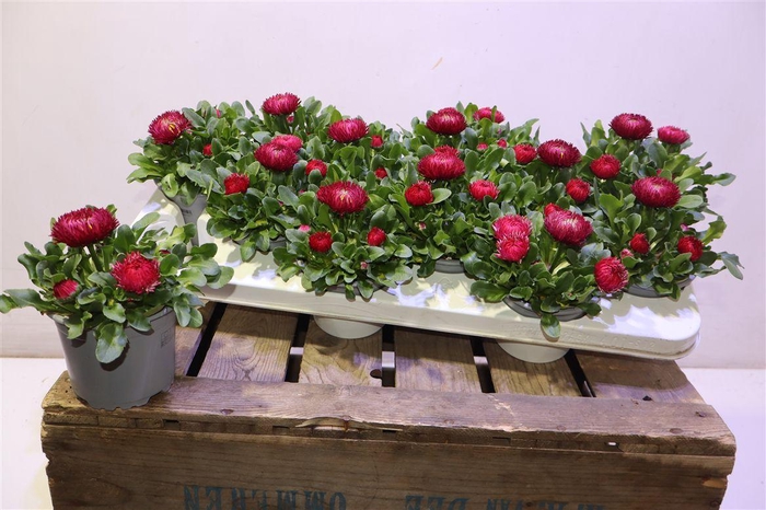 <h4>Bellis P Gr Rog Red</h4>