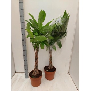 PACHIRA AQUATICA