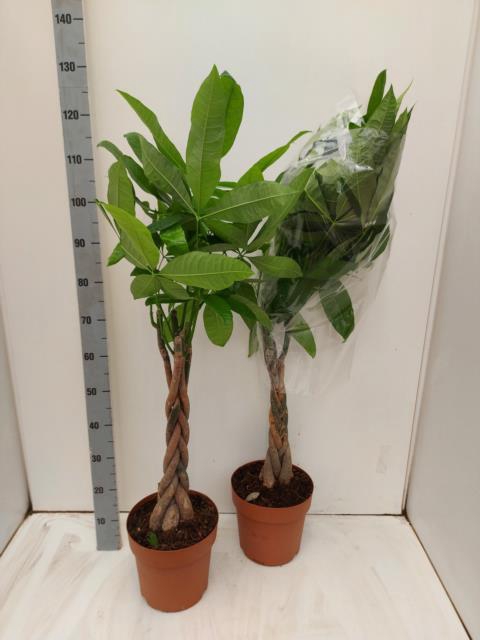 PACHIRA AQUATICA