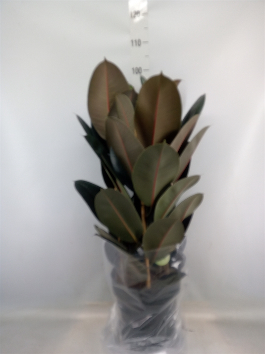 <h4>Ficus elastica 'Abidjan'</h4>