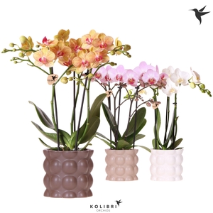 Kolibri Orchids Phalaenopsis mix 3 spike in Cotton pot sand mix