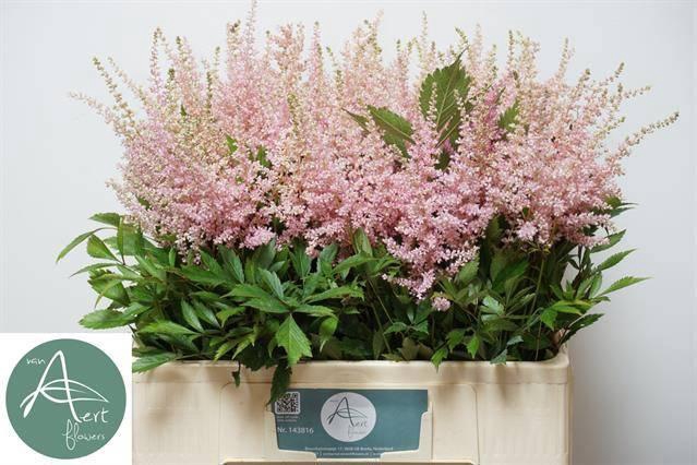 <h4>ASTIL JA AVALANCHE</h4>