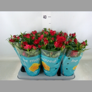 Rosa  'Jewel Hot'