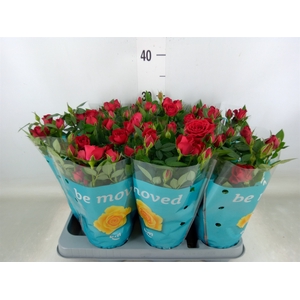 Rosa  'Jewel Hot'