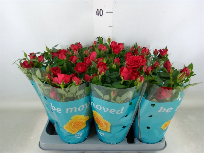 <h4>Rosa  'Jewel Hot'</h4>